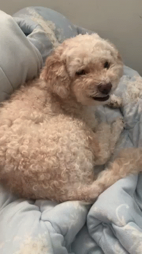 Small Dog Lying on Blue Blanket