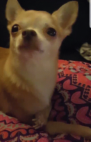 Small Dog Lying on Heart Blanket