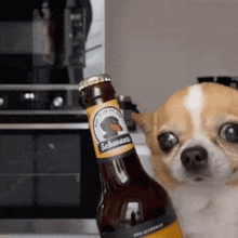 Small Dog Next To Bottle Of Schanz Beer GIF