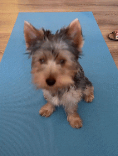 Small Dog Reaching On Yoga Mat GIF