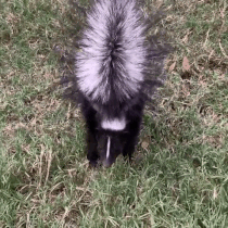 Small Dog Running Away From Skunk