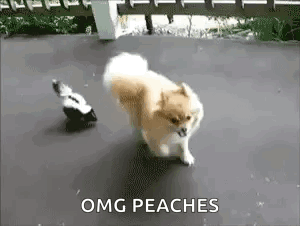 Small Dog Running from Skunk