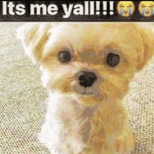 Small Dog Sitting By It's Me Yall Sign GIF