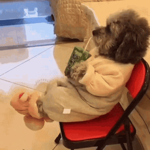 Small Dog Sitting on Chair Drinking From Bottle
