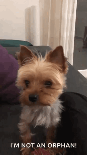 Small Dog Sitting On Couch Saying Im Not An Orphan GIF