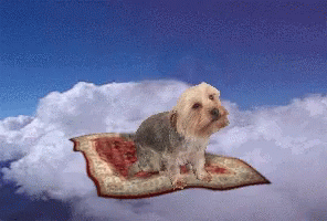 Small Dog Sitting On Rug GIF