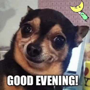 Small Dog Smiling Good Evening