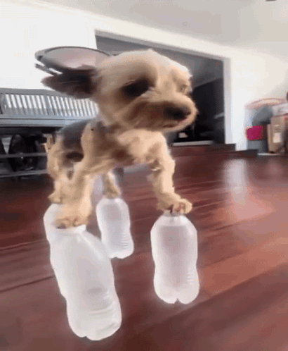 Small Dog Standing on Two Plastic Bottles