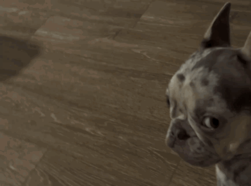 Small Dog Standing on Wooden Floor