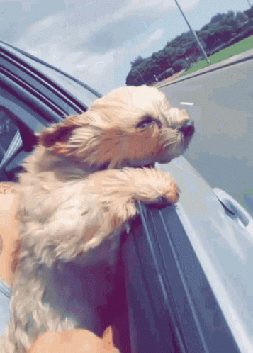 Small Dog Sticking Head Out Car Window