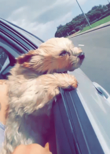 Small Dog Sticking Head Out Of Car Window