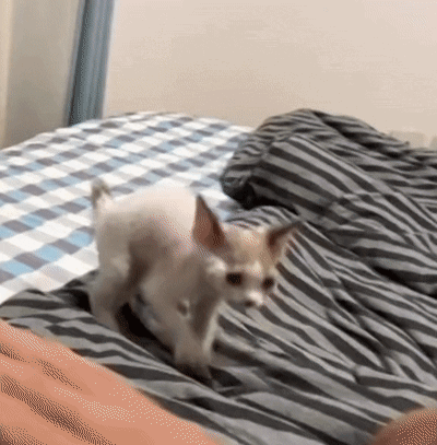 Small Dog Walking on Striped Bed