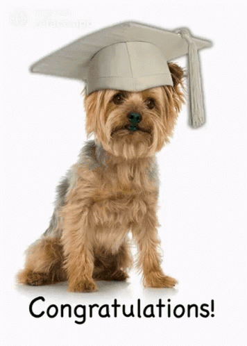 Small Dog Wearing Graduation Cap GIF