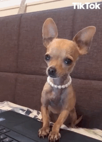 Small Dog Wearing Pearl Necklace on Laptop