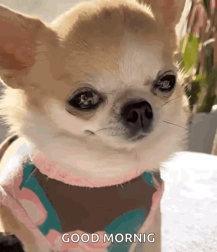 Small Dog Wearing Scarf Saying Good Morning