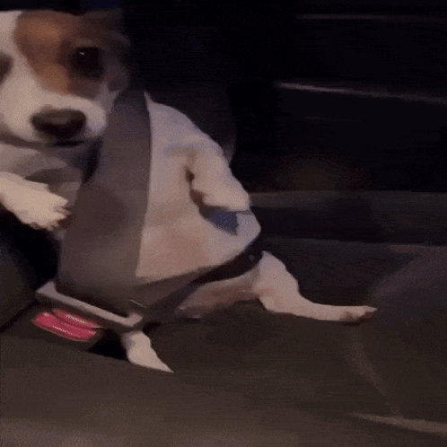 Small Dog Wearing Seat Belt In Car GIF