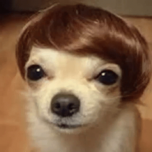 Small Dog Wearing Wig Looking at Camera