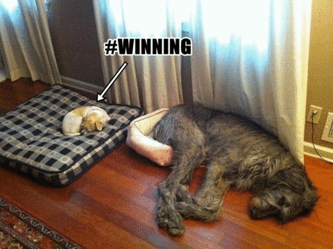 Small Dog Winning Bed Battle GIF