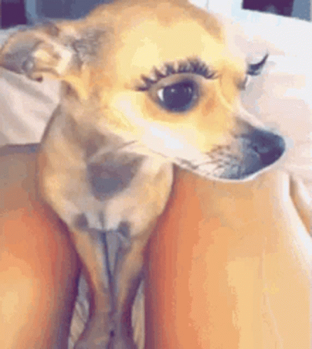 Small Dog with False Eyelashes Sitting on Lap