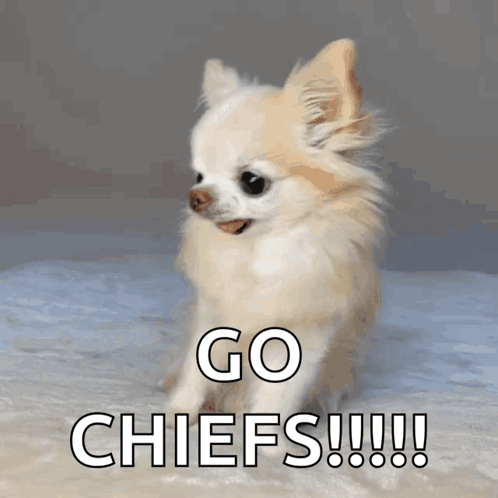 Small Dog With Go Chiefs On Face