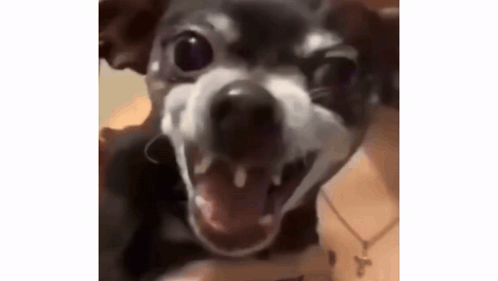 Small Dog With Mouth Open And Teeth GIF