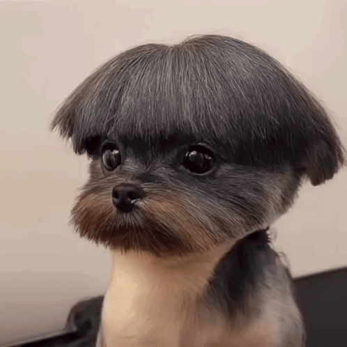 Small Dog With Mushroom Shaped Haircut GIF