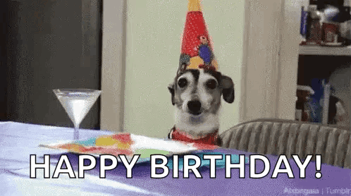 Small Dog With Party Hat
