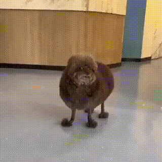 Small Dog With Prosthetic Legs