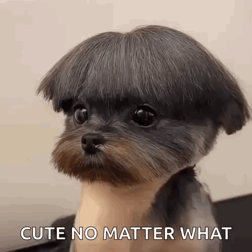 Small Dog With Wig GIF