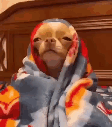 Small Dog Wrapped in Blanket