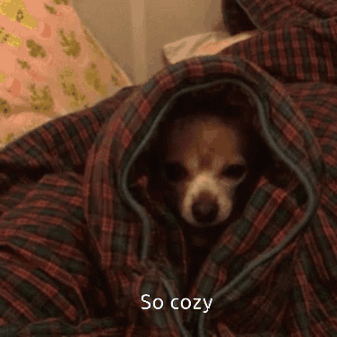 Small Dog Wrapped in Plaid Blanket