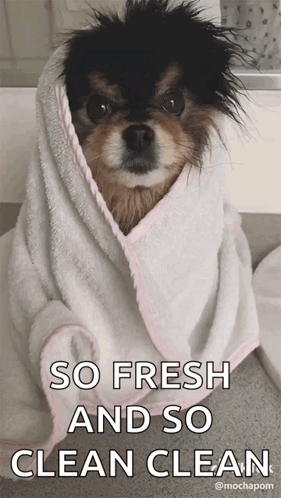 Small Dog Wrapped in Towel So Fresh