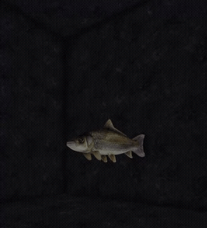 Small Fish With Long Tail