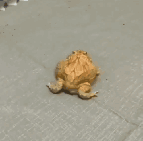 Small Frog Looking at Camera