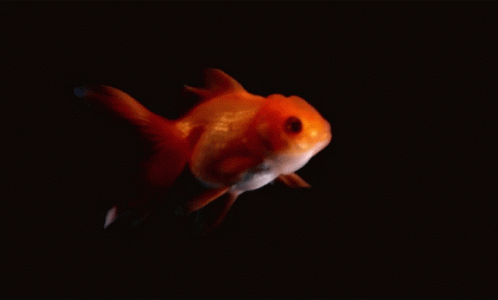 Small Goldfish Flapping Its Fins GIF