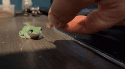 Small Green Frog Next to Person Holding Ruler