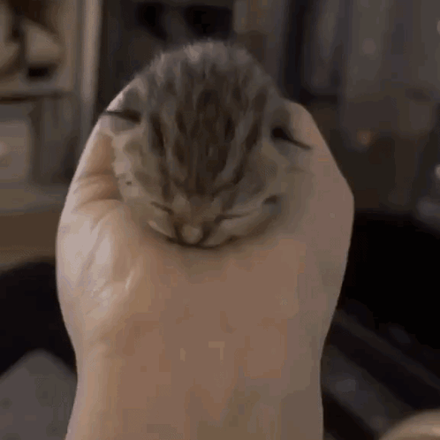 Small Kitten in Hand
