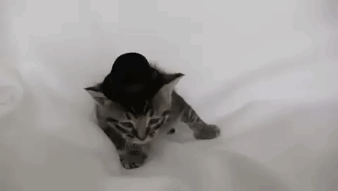 Small Kitten in Top Hat Walking