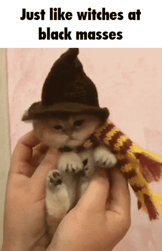 Small Kitten in Witch Hat and Scarf