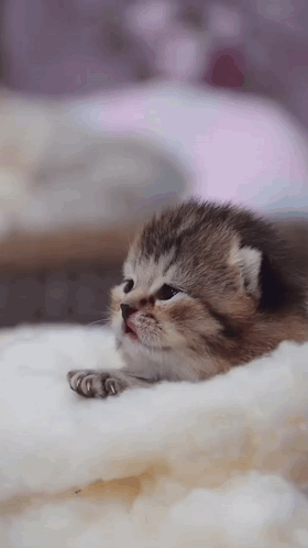 Small Kitten Laying on White Blanket