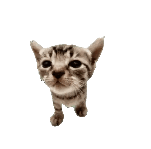 Small Kitten Looking Up