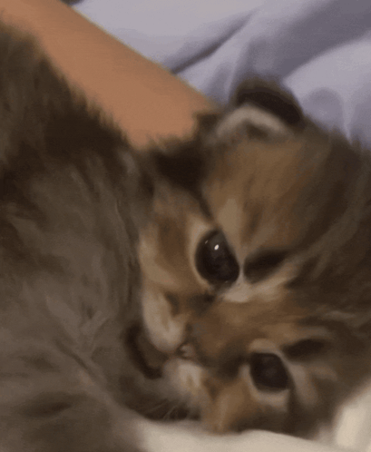 Small Kitten Lying On Person's Lap GIF