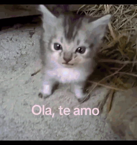 Small Kitten Ola, Te Amo