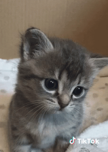 Small Kitten on Blanket with TikTok Logo