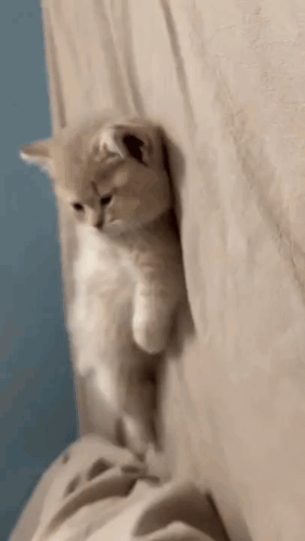 Small Kitten Peeking Behind Curtain