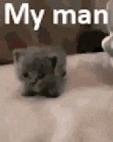 Small Kitten Sitting on Bed Next to Cat Saying My Man