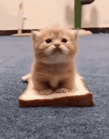 Small Kitten Sitting On Bread GIF