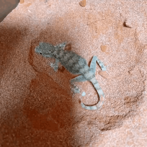 Small Lizard Lying on Rock in Sand