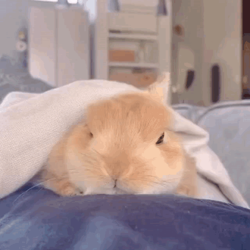 Small Orange Rabbit On Blue Pillow GIF