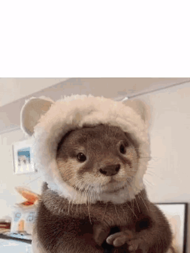 Small Otter Wearing White Hat With Ears